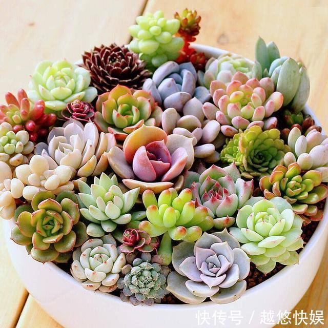 多肉好养却难养爆盆,掌握这几个“技巧”,养爆盆不困难