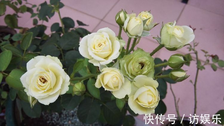 喜欢玫瑰,不妨试试“珍品玫瑰”甜蜜马车,花开爆盆,观赏性极高