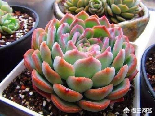 多肉花土怎么配置？