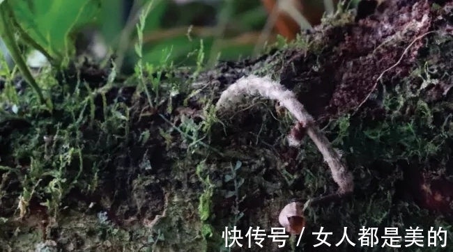 棘唇石豆兰|好丑!好臭!你没看错,我说的是兰花