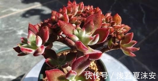 养多肉锦晃星,做好4件事,长成小老桩,养成小精灵!