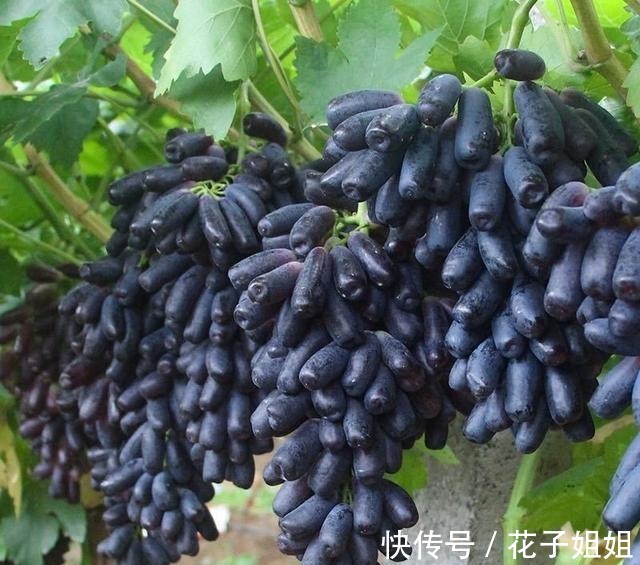 有院子的朋友,不要错过这种果树,不怕旱不怕晒,好吃还好看!