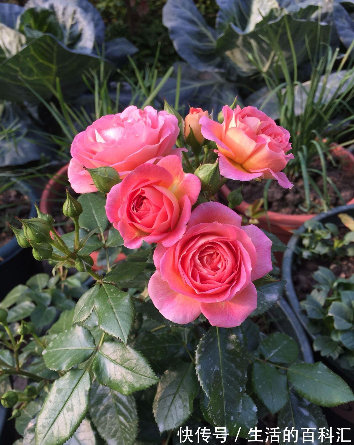 花友|阳台盆栽新宠,花朵美又香,丰花勤花,冬天也有花看