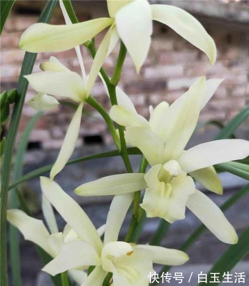 白雪公主|兰花界的新宠“白雪公主”,花色素雅,香味扑鼻,新手也能养好