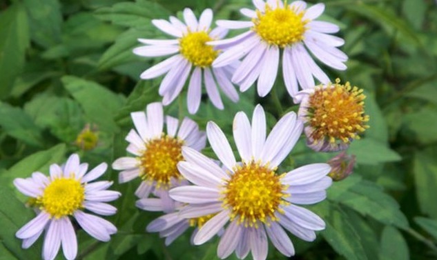 小知识|乡下随处可见的“马兰花”,功效十分多,为败毒抗癌的良药