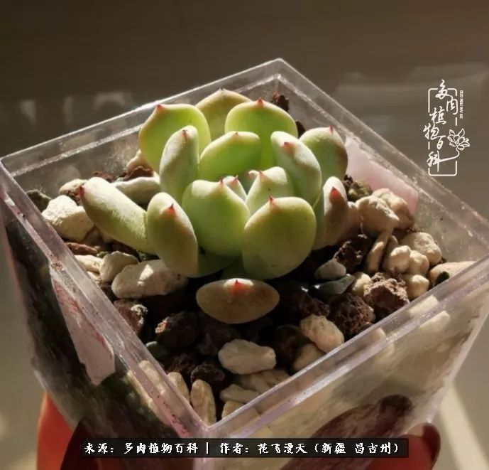 对多肉是发自内心的喜欢,心甘情愿被它们俘虏!