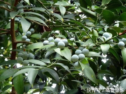 竹柏养成小巧的盆栽植物特别受欢迎,却不知它是高大树木