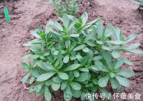 救心菜|这种野菜被人们当作杂草直接忽视了,其实它风味独特,百吃不厌