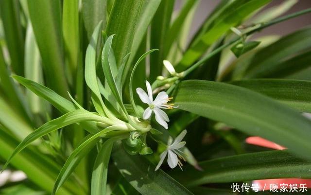 7种“有益花”，养在家里身体好，清新空气病菌少，你家还没养