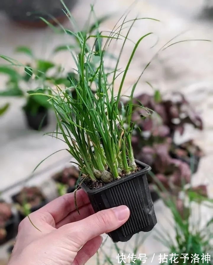 叶子天生就低垂的酒瓶兰,耐旱耐阴的观叶植物,新手必备植物