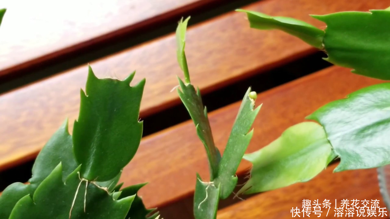 花盆|养盆栽蟹爪兰掌握10点就足够，看完就知道为啥叶子干瘪、不开花