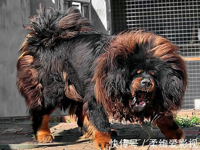 藏獒|马俊仁退出体坛念狗经,将藏獒包装成4000万身价:我这是为国争光
