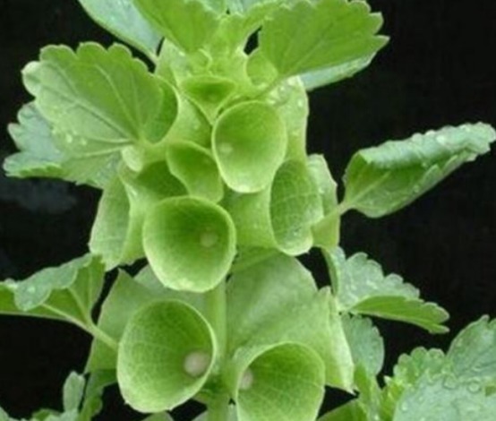 贝壳花人称”环保小助手“,这几个妙招学会,轻松爆盆,花开串串