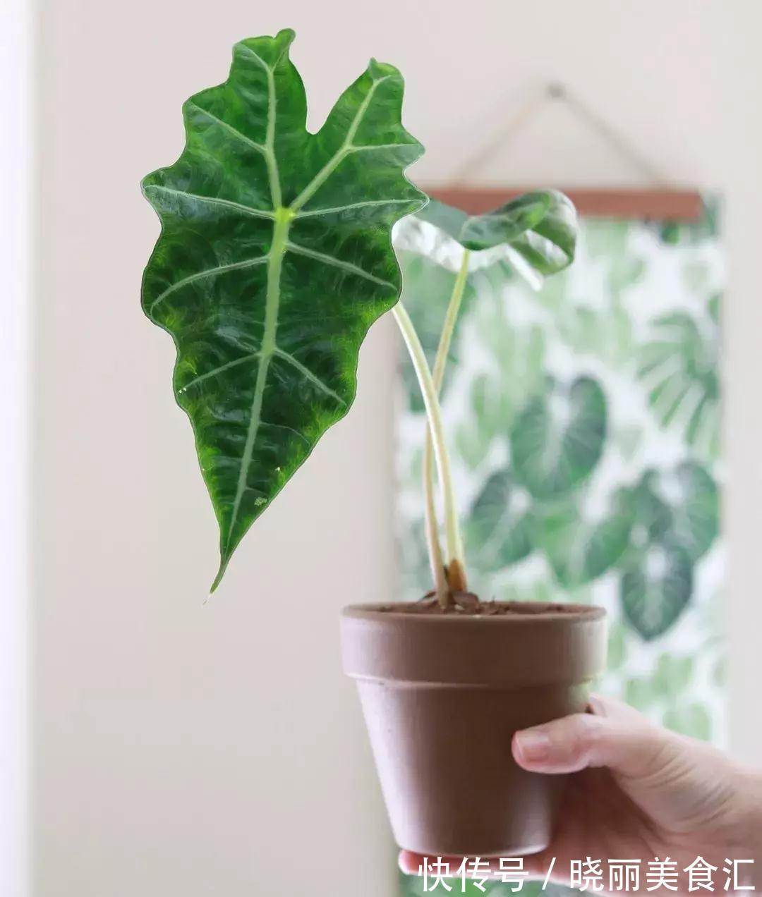 刚买的花说死就死，因为你没有做好这11点养花细节