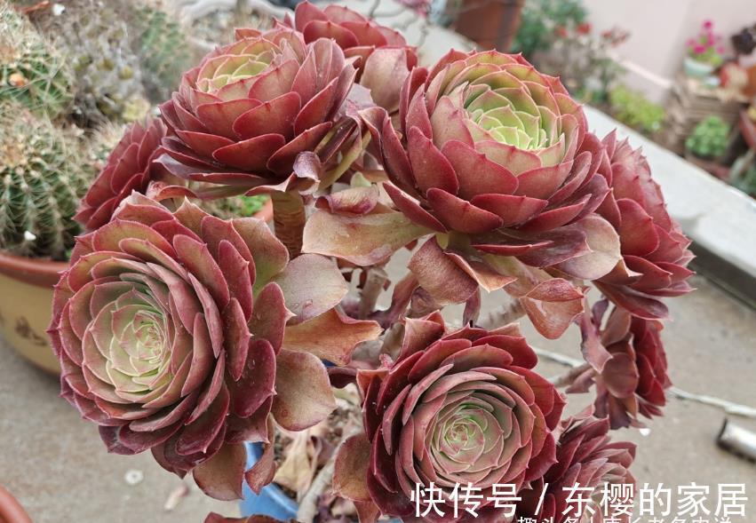 肉友|法师系多肉都有臭味?那是谣传,此8种法师都没味道,大家放心养