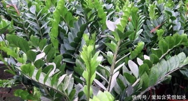 浇水|客厅养护“金钱树”,2个方法学好了,16天冒新芽,植株变高!
