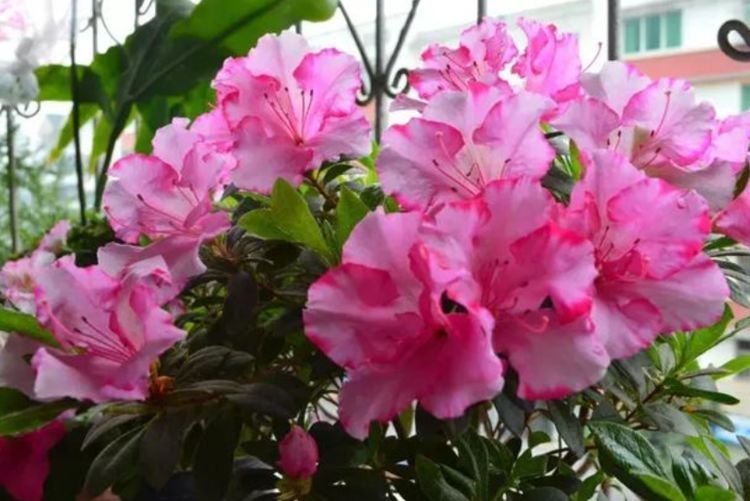 最适合新手养的4种花,好养易爆盆,惊艳如花球,美翻了