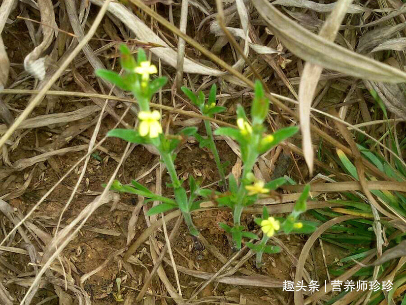 野草|若你在家乡还能见到它们,赶紧带回家,价值珍贵,现在不多见了