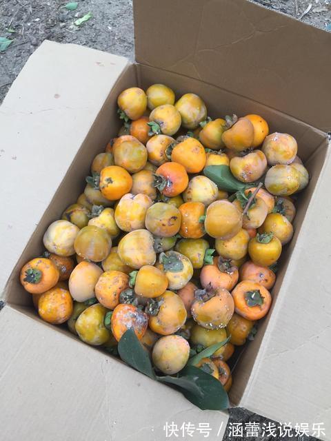 家里柿子太多怕放坏，教你一招快速成干，柿饼香甜柔软有嚼劲