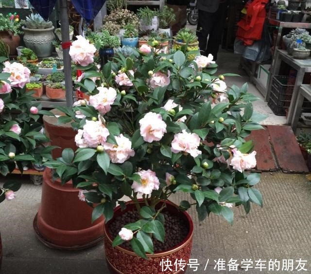 茶花用什么盆种好把握好两个“浅”字,成活有保证,叶片不发黄!