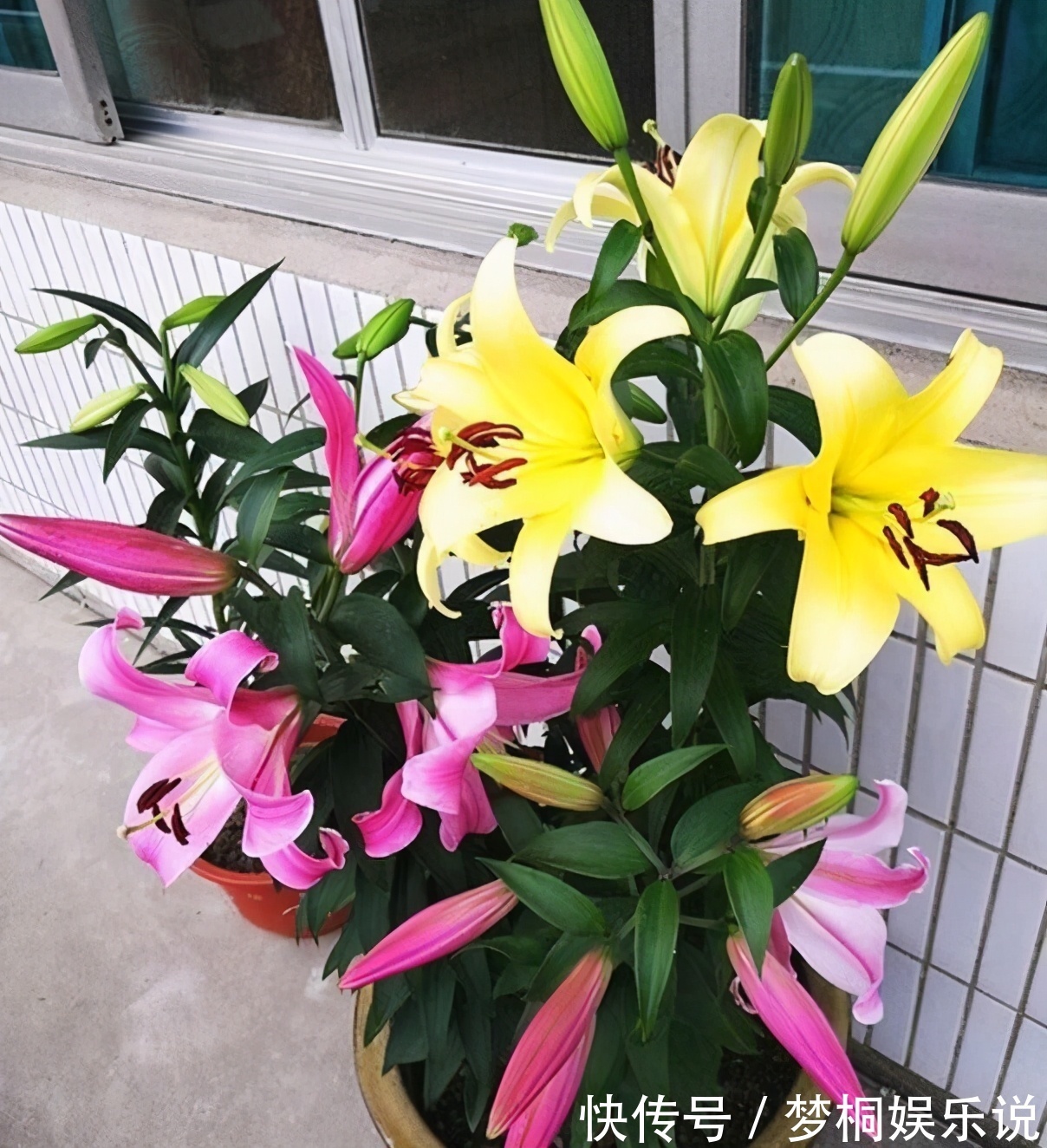 坏习惯|养花失败、伤亡多,源于这“3个”坏习惯的养成