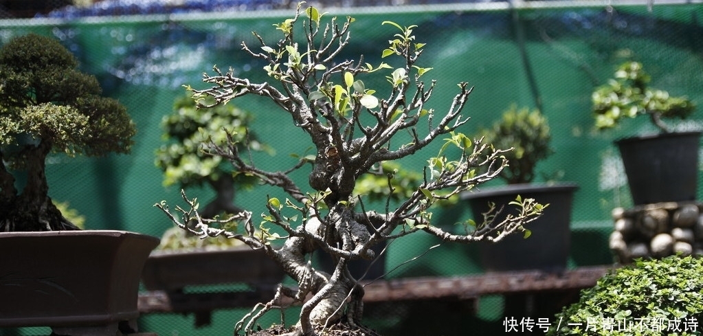 选购到自己满意的树桩,要做好4个方面的功课,成活率是第1前提