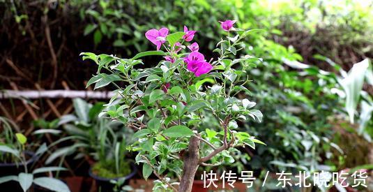 要想提高三角梅的扦插成活率,从几点入手,成活率能达到95%以上