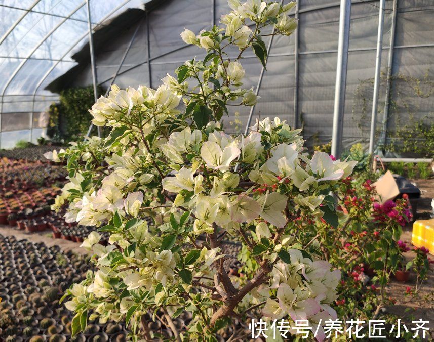 枝条|三角梅迟迟不开花？记住“一剪二足”，立马长花苞，花开满枝头