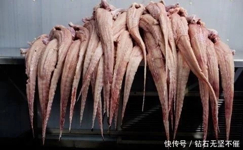 全球最“惨”动物,被捕杀后遭剥皮出售,小镇靠它一年收入4亿 全球最“惨”动物,被捕杀后遭剥皮出售,小镇靠它一年收入4亿