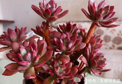 为您整理20款红色系多肉,热情奔放,总有一款是你迷恋的!