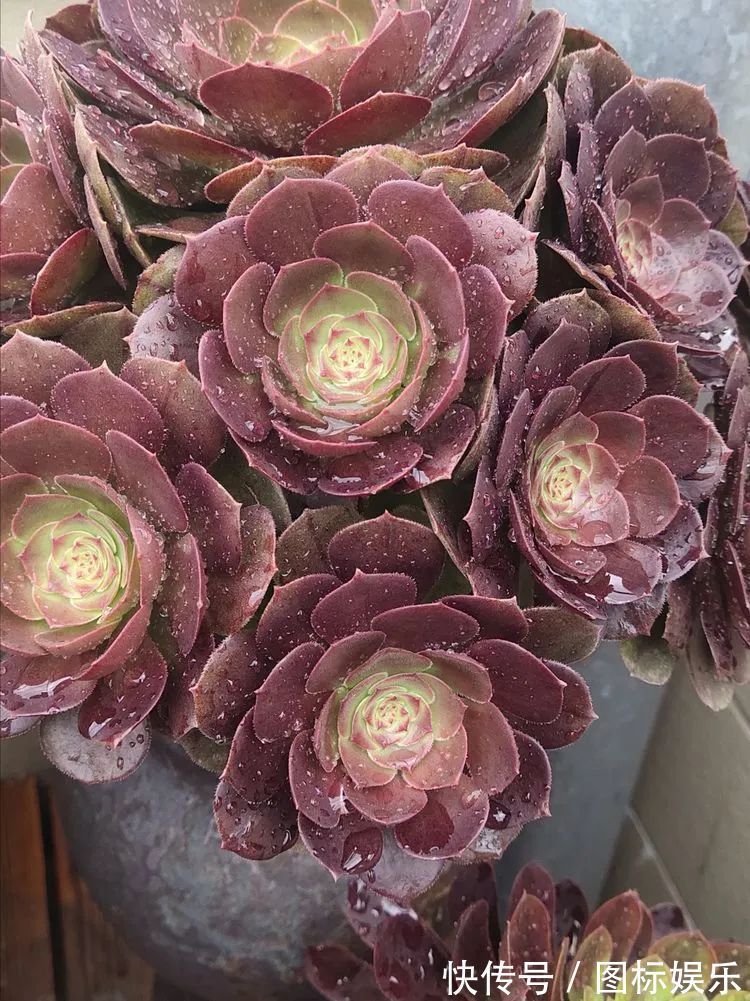 遇见,是一生!遇见多肉,是我的余生和全部!