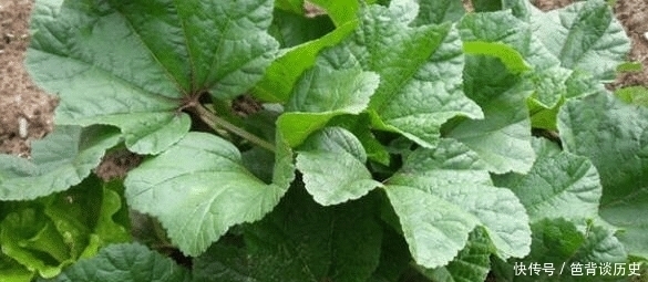 汉人|两千多年前的汉人吃些啥?马王堆汉墓出土了这些烤肉串