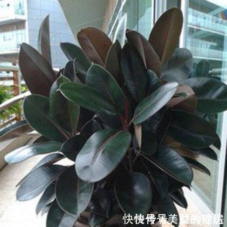 腐叶土|3种福运花,自带福气好养活,旺财又旺宅,而且观赏性强