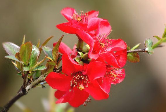 喜欢月季,不如养珍稀花卉”火柴“拔克西木,形似火柴,十分稀奇