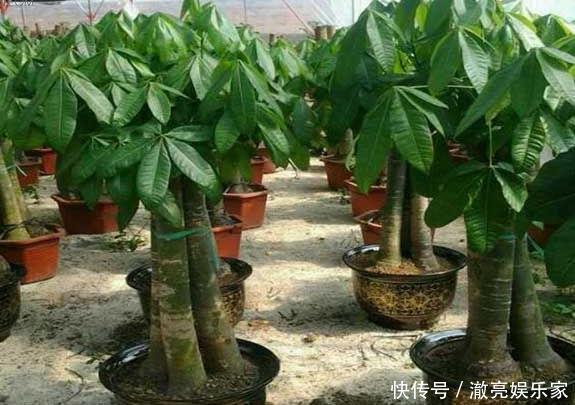 种花|3种花“太值钱”,不用去买,将“枝叶”拿来扦插,在4月就生根