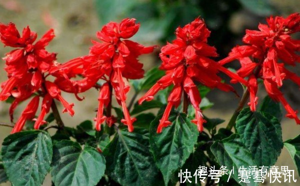 此花，成串，是炮仗不是爆竹，爆盆窜成鲜花海洋，教你养花