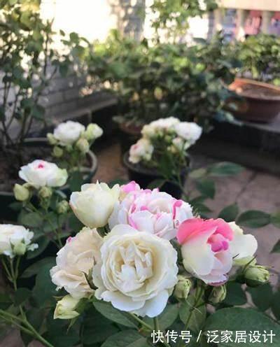 养花试试这几款,端庄秀丽,气质非凡,是传统名花之一