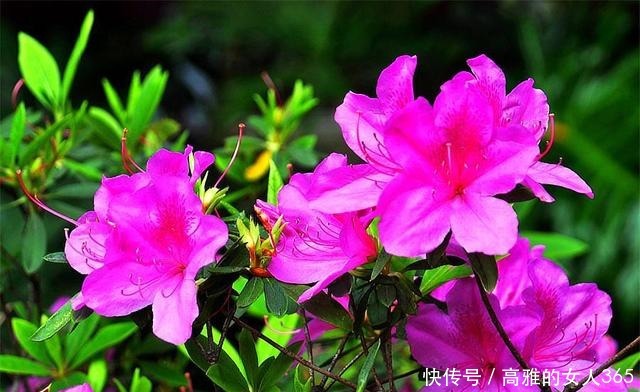 杜鹃花有“3怕”，难怪叶子发黄开花少，学会了花朵又大又鲜艳