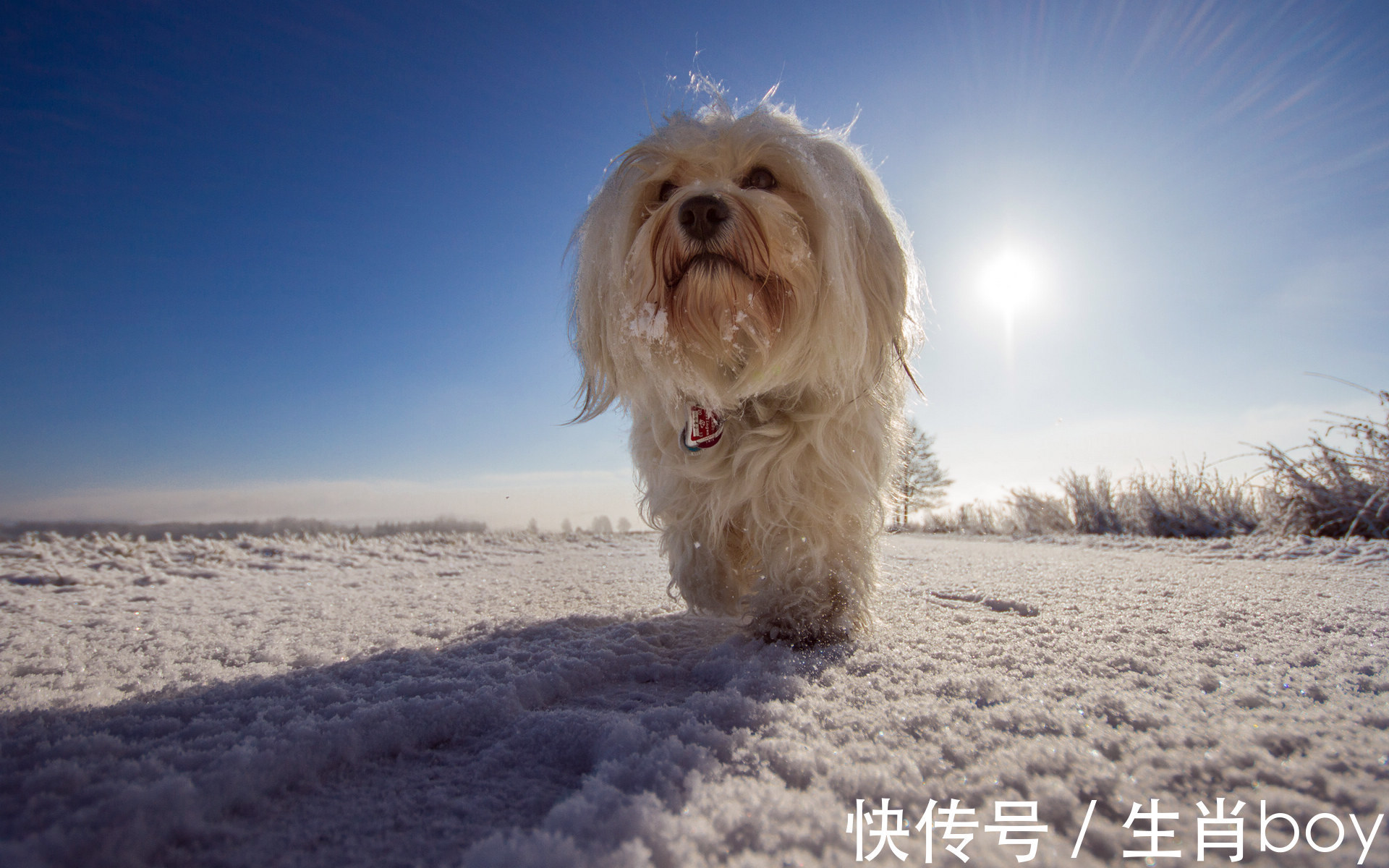 祖宗|不屑于玩心机的星座,如果非要玩,他们绝对是“祖宗”级别的