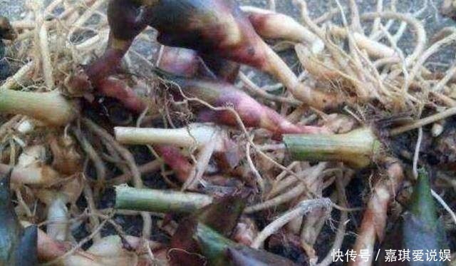 植物管|这种植物管它叫“亚洲人参”, 我国农村遍地是, 却没人重视!