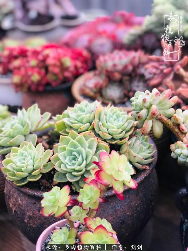 爱多肉,爱生活,我们是一群快乐的养肉人!