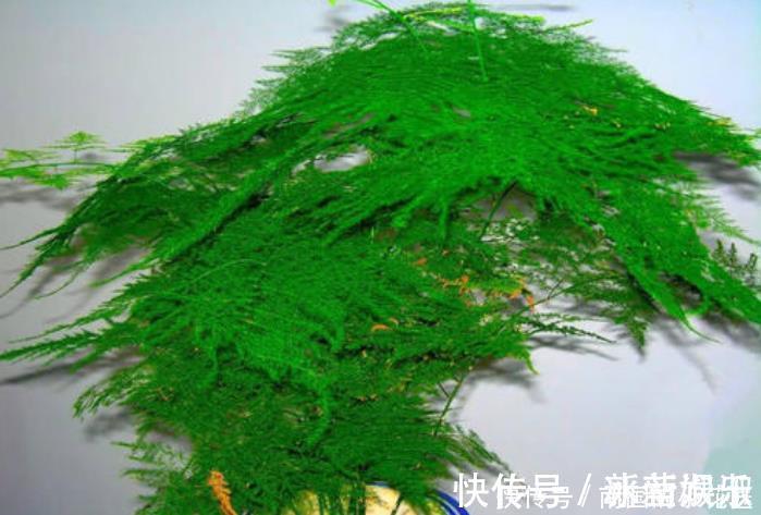 6种花冬季不要晒太阳,它喜荫怕晒,卧室卫生间这些地方最合适!