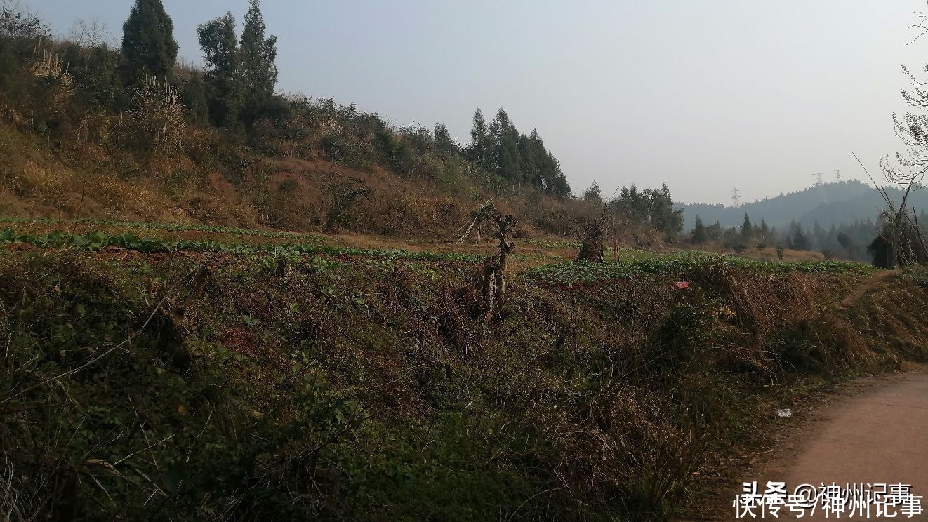 乡村冬闲田，一道靓丽的风景！