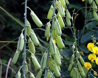 基底细胞癌|提个醒路边见到此“豌豆”,请勿摘回家,毒性非常大,了解下