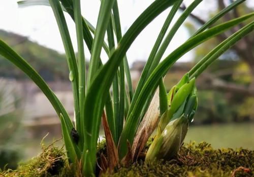 树桩|促使兰花发芽的方法，离不开3个要素，20天就见效