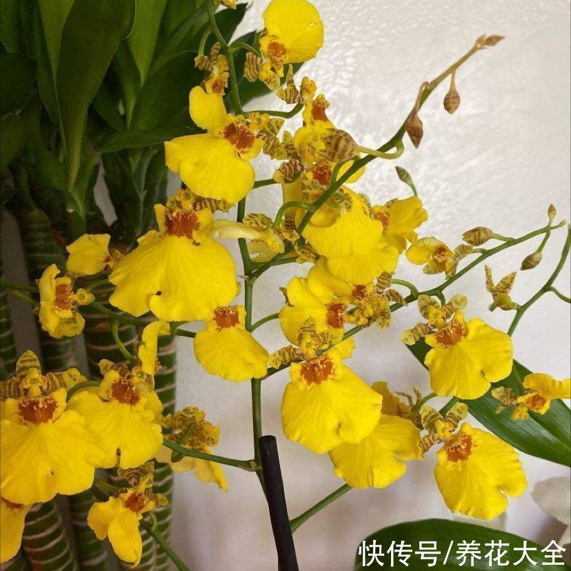 花瓣|秋天逛花市,看到5种花放心购买,秋天正是开花好时机