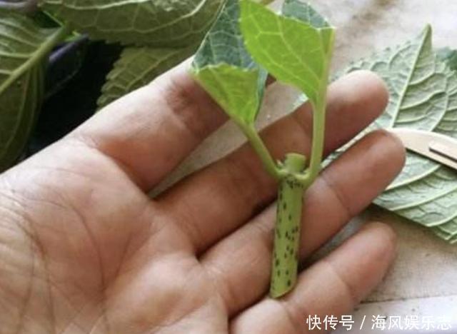 花卉|6月底,2种花卉的枝条“别丢”,插在土壤里,8天就生根,变盆栽