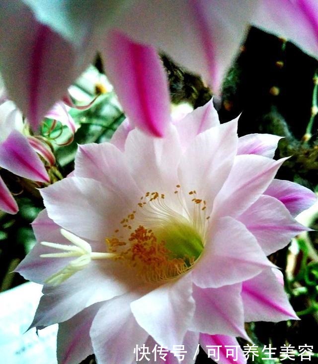 仙人球不开花,学会这样养,满头都是花!