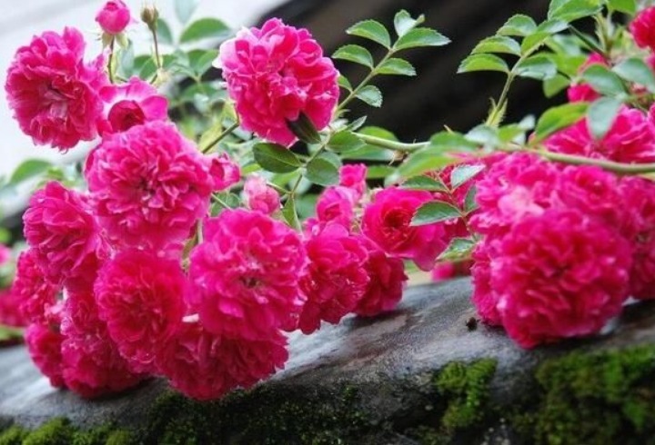 1种“奇香花”,人称“天下第一香”,比茉莉、月季都美,好养活