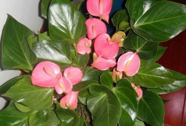 家里3种花最怕“干”,放在厕所养,一盆比一盆旺,还能去异味